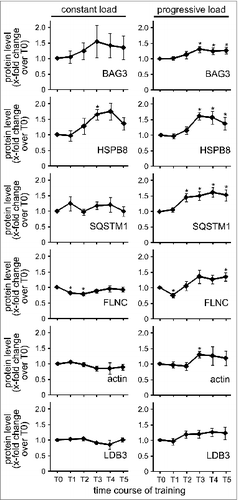 Figure 6. Sustained resistance exercise with progressive load leads to increased expression of CASA components and force-bearing cytoskeleton proteins. Expression levels of the indicated proteins were determined as described in Fig. 5 and quantified. Mean +/− SEM, n ≥ 5, *P < 0.05.