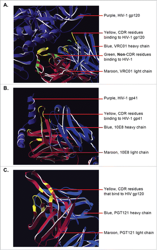 Figure 1. (A) Detailed structure of VRC01 Ab (heavy chain in marron, light chain in blue) in complex with HIV-1 gp120Citation37 (purple). Residues bind the antigen both with the CDR (yellow) and outside of the CDR (green). (B) 10E8 Fab in complex with an HIV-1 gp41 peptideCitation29 (purple). All antigen-binding residues are within the CDR (yellow). (C) detailed structure of PGT121 Fab.Citation30 Resides that bind the Env antigen (yellow) are all within the CDR. Images were generated from the NCBI Structure database (MMDB ID: 83230, 103370, and 105068 respectively) using Swiss PDB viewer version 4.1.