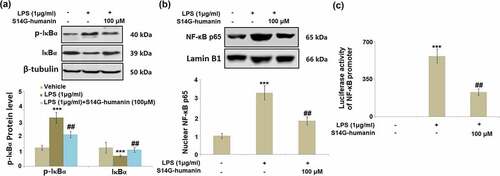 Figure 7. S14G-humanin ameliorated LPS-induced activation of IκBα/NF-κB. Cells were treated by LPS (1 μg/ml) with or without S14G-humanin (100 μM) for 6 hours. (a). Levels of p-IκBα and total IκBα; (b). Nuclear NF-κB p65; (c). Luciferase activity of NF-κB promoter (***, P < 0.001 vs. vehicle group; ##, P < 0.01 vs. LPS group)