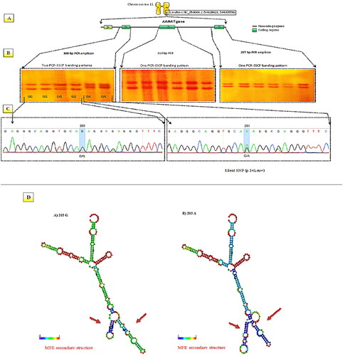 Figure 1. An overview of the PCR-SSCP-sequencing technique applied to the analysis of the AA-NAT gene in Awassi and Hamdani ewes. (A) Primers were designed to amplify 300 bp, 313 bp, and 287 bp fragments in exon 1, exon 2, and exon 3, respectively. (B) PCR-SSCP genotyping revealed homozygous and heterozygous variations in exon 1. (C) Electropherograms of DNA sequencing were obtained for the GA genotype, which showed the SNP 203 G > a in exon 1. (D) Secondary structure prediction of different genotypes of mRNA in the AA-NAT gene.