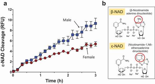 Figure 1. Live adult schistosomes cleave ε-NAD. a. Male (blue squares) or female (red circles) worms, as indicated, were incubated with ε-NAD and mean fluorescence (±SEM) was measured over time, indicating cleavage. p < 0.001, 2-Way ANOVA, n ≥ 3. b. Structures of β-NAD (top) and ε-NAD (bottom); red circles indicate differences between the chemicals.