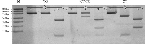 Figure 2. The electrophoresis patterns of analysed LCN-2 haplotypes genotyping. In the first, second and third lines for each haplotype there is a band pattern resulting from cutting restriction endonuclease: Cfr10I, BveI and BseNI respectively, M – molecular marker pUC19DNA/MspI (Thermo Scientific).