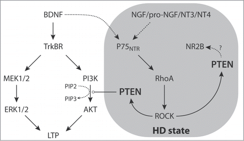 Figure 1. Diagram of TrkBR and p75NTR signaling in iSPNs in normal and HD conditions.