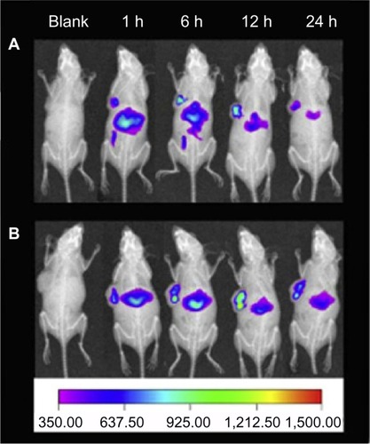 Figure 2 In vivo imaging of tumor-bearing mice after administration of Cy-7 loaded DAHC micelles (A) and Cy-7 loaded OPD(20%)-DAHC micelles (B) at 1, 6, 12, and 24 hours.Note: Reprinted from Biomaterials, 33(27), Huo M, Zou A, Yao C, et al, Somatostatin receptor-mediated tumor-targeting drug delivery using octreotide-PEG-deoxycholic acid conjugate-modified N-deoxycholic acid-O, N-hydroxyethylation chitosan micelles, 6393–6407, Copyright (2012) with permission from Elsevier.Citation74Abbreviations: DAHC, N-deoxycholic acid-O,N-hydroxyethylation chitosan; OPD, OCT(Phe)-PEG-DOCA; h, hours.