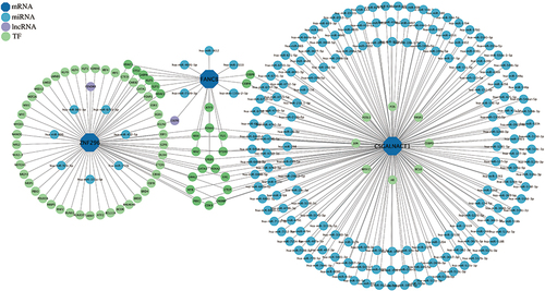 Figure 6 The multifactor regulatory network based on FANCB, ZNF296 and CSGALNACT1. FANCB, FA complementation group B; ZNF296, zinc finger protein 296; CSGALNACT1, chondroitin sulfate N-acetylgalactosaminyltransferase 1.