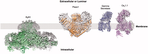 Figure 1. Examples of sub nm membrane protein structures determined by cryo-EM. Examples showing EM reconstructions of RyR1 (EMDB-2807), Piezo1 (EMDB-6343), γ-secretase (EMDB-3061) and Cav1.1 (EMDB-6475) (grey density) with fitted atomic models. This Figure is reproduced in colour in Molecular Membrane Biology online.