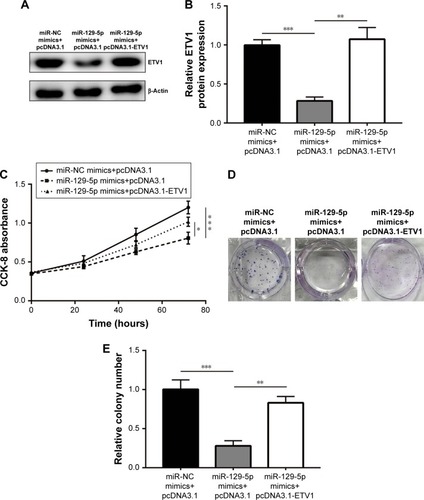 Figure 7 Forced elevation of ETV1 expression rescued cell growth arrest and inhibition of colony forming ability induced by miR-129-5p mimics in PC-3 cells.Notes: (A) MiR-129-5p mimics decreased ETV1 protein level, which could be reversed by transfection of pcDNA3.1-ETV1. (B) Quantitative analysis of ETV1 protein level in (A). (C) Overexpression of ETV1 attenuated the suppression effect of miR-129-5p mimics on cell growth. (D) In a colony forming assay, ETV1 overexpression attenuated the decrease of colony number induced by miR-129-5p mimics. (E) Quantitative analysis of colony number in (D). *P<0.05, **P<0.01, ***P<0.001.Abbreviation: CCK-8, Cell Counting Kit-8.