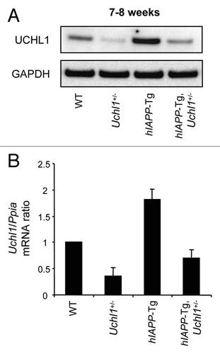 Figure 3.Uchl1 mRNA and UCHL1 protein levels in mouse islets. (A) UCHL1 protein levels were assessed by western blotting using islet protein lysates obtained from 7–8-wk-old WT, Uchl1+/−, hIAPP-Tg, and hIAPP-Tg, Uchl1+/− mice (n = 3). GAPDH was used as a control. (B) Levels of Uchl1 mRNA were evaluated by RT-qPCR in islets isolated from 7–8-wk-old WT, Uchl1+/−, hIAPP-Tg, and hIAPP-Tg, Uchl1+/− mice (n = 2–4). Data are expressed as mean ± SEM. The mouse Ppia (peptidylprolyl isomerase A [cyclophilin A]) gene was used for the ratio.