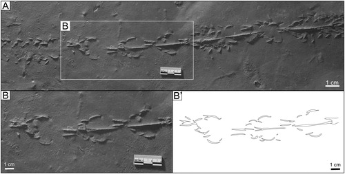 Figure 16. Unassigned “jumper” tracks: A) “jumper trace” associated with unassigned “xiphosurid tracks”, UCM 5000b (MSC 38462) B) close up of UCM 5000b (MSC 38462).