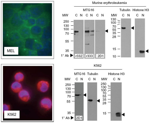 Figure 7 α-myeloid translocation gene (MTG) 16 antibodies show predominately cytoplasmic localization of MTG16 in murine and human erythroleukemia cells.