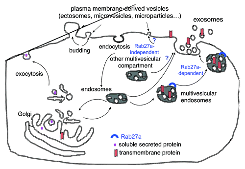 Figure 1. Secretion of multiple types of extracellular vesicles. Cells simultaneously release membrane-enclosed vesicles formed either by direct budding of the plasma membrane (microvesicles, ectosomes, microparticles…) or by initial formation inside multivesicular endosomal compartments followed by fusion with the plasma membrane (exosomes). We have shown that Rab27a is required for the secretion of exosomes, but that other vesicles that are co-purified with exosomes by the classical ultracentrifugation protocol (and thus exhibit a comparable size) are secreted in a Rab27a-independent manner. Whether these latter vesicles are formed in other types of multivesicular compartments, or directly bud off the plasma membrane remains elusive.
