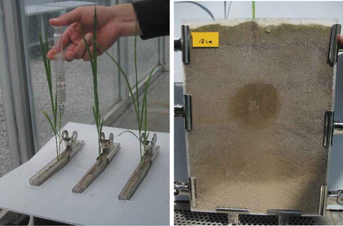 Figure 1. Irrigation treatment applied at different soil depths with a syringe.