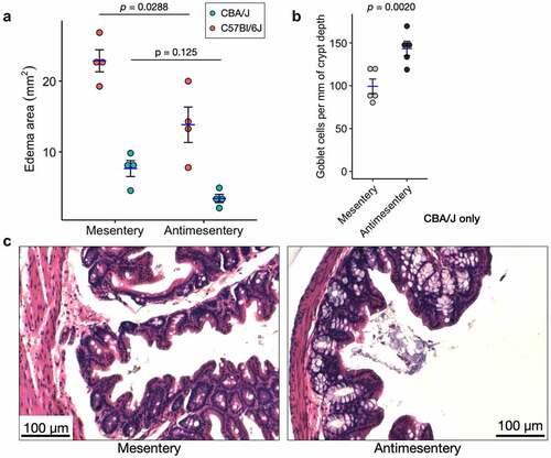 Figure 4. Two different S. Tm infection models show differential pathology along the mesentery-antimesentery axis. A) Quantification of edema area as measured in Figure 3 for C57Bl/6J and CBA/J models of S. Tm infection, n = 4 mice for each model. p-values are shown from a paired, two-tailed T-test. B) Quantification of goblet cell number shows higher average abundance at the antimesentery compared to mesentery of CBA/J mice, n = 5 mice. Because crypt depths are variable, we normalized the number of goblet cells per mm of their resident crypt depth. p-value shown from paired Wilcoxon signed-rank exact test. C) H&E images from S. Tm-infected CBA/J mice depicting differences in goblet cell density.