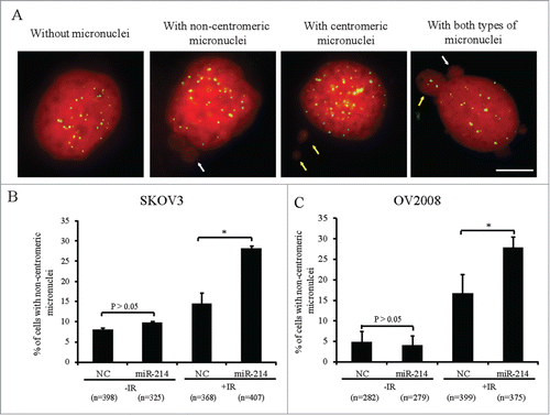 Figure 1. MiR-214 increases DNA damage-induced chromosomal instability. Cells were treated with 5 Gy IR 66 h after transfection and micronuclei were detected 20 h later. (A) Four types of SKOV3 cells were observed on the basis of micronuclei: without micronucleus, with centromeric micronucleus, with non-centromeric micronucleus and with both types of micronuclei. Green, Human centromeres; Red, DNA; Bars = 10 μm. Non-centromeric (white arrows) or centromeric (yellow arrows) micronucleus. (B and C) The percentage of cells with non-centromeric micronuclei in SKOV3 (B) or OV2008 (C) cells. n = the number of cells counted. Mean ± SD, from two independent experiments. *P < 0.05, chi-square test.