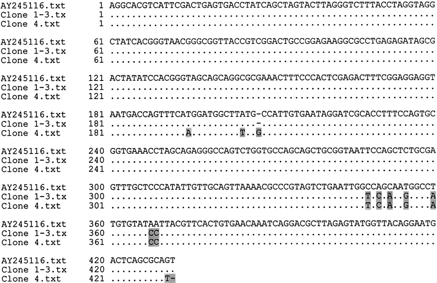 Figure 5.  Alignment of partial 18S rRNA sequences of T. gallinarum from the GenBank and the second Red-breasted Merganser.