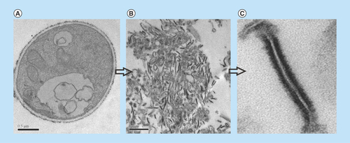Figure 1.  Transmission electron microscopy of Paracoccidioides lutzii, whole membranes system fraction.(A) Intact cells of P. lutzii. (B) Membranes extract. (C) Fragment of membrane, evidencing the lipid bilayer (increase of 40,000 times).