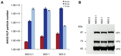 Figure 2 Effect of baculovirus dosage on production of AAV2-VLPs in insect cell/BEV system (A) ELISA of assembled AAV2-VLPs with different baculovirus infection moi at different post infection time points (B) Western blot of AAV2-VLP constitution proteins at 72 hrs post infection. The sf-9 cells (at density of 2 × 106) were infected with baculovirus multiplicity of infection (moi) of 0.1, 1, 3 respectively, assembled VLPs numbers and the expressions of VLP constitution proteins were examined by ELISA and Western blot respectively. ELISA results showed the yield of assembled AAV2-VLPs peaked at 48 hpi for moi 1 and 3; and at 72 hpi for moi 0.1; Western blot showed that the VLP constitution proteins (VP1–3) expressions reached the similar level at end point (72 hpi) for all three different baculovirus infection dosages. The assembled AAV2-VLPs could disassemble with time, although the VLP constitution proteins were not degraded in cellular condition.