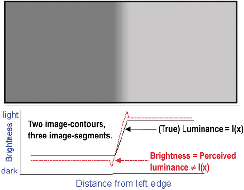 Figure 27. Mach bands visual illusion (Pessoa, Citation1996). Below, in the image profile, in black: Ramp in (true, quantitative) luminance units across space. In red: Brightness (qualitative, perceived luminance) across space, where brightness is defined as a subjective aspect of vision, i.e. brightness is the perceived luminance of a surface (Boynton, Citation1990). Where a luminance (radiance, intensity) ramp meets a plateau, there are spikes of brightness, although there is no discontinuity in the luminance profile. Hence, human vision detects two boundaries, one at the beginning and one at the end of the ramp in luminance, independent of the ramp slope. Since there is no discontinuity in luminance where brightness is spiking, the Mach bands effect is called a visual ‘illusion’. In the words of Luiz Pessoa, ‘if we require that a brightness model should at least be able to predict Mach bands, the bright and dark bands which are seen at ramp edges, the number of published models is surprisingly small’ (Pessoa, Citation1996). The important lesson to be learned from the Mach bands illusion is that, in vision, local variance, contrast and 1st-order derivative (gradient) are statistical features (data-derived numerical variables) computed locally in the (2D) image-domain not suitable to detect image-objects (segments, closed contours) required to be perceptually ‘uniform’ (‘homogeneous’) in agreement with human vision (Baraldi, Citation2017; Baraldi et al., Citation2018a, Citation2018b; Baraldi & Tiede, Citation2018a, Citation2018b; Iqbal & Aggarwal, Citation2001). In other words, these popular local statistics, namely, local variance, contrast and 1st-order derivative (gradient), are not suitable visual features if detected image-segments and/or image-contours are required to be consistent with human visual perception, including ramp-edge detection. This straightforward (obvious), but not trivial observation is at odd with a large portion of the existing computer vision (CV) and remote sensing (RS) literature, where many CV algorithms for semi-automatic image segmentation (Baatz & Schäpe, Citation2000; Camara et al., Citation1996; Espindola et al., Citation2006) or (vice versa) semi-automatic image-contour detection (Heitger et al., Citation1992), such as the popular Canny edge detector (Canny, Citation1986), are based on empirical thresholding the local variance, contrast or first-order gradient based on data-dependent heuristic criteria.