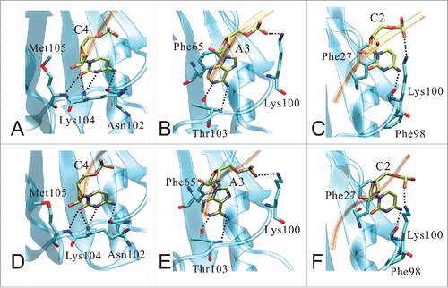 Figure 7. The crucial interactions of RRM domain and RNA in 2 representative structures of the complex-WT system. The interfacial hydrogen bonds and intermolecular stacking interactions formed by nucleotides C4, A3 and C2 are shown in the first representative structure (A-C) and the second representative structure (D-F), respectively. RRM domain and RNA are depicted with cartoon (blue) and ribbon (orange) models, respectively. Atoms involved in interfacial hydrogen bonds and intermolecular stacking interactions are shown in stick model.