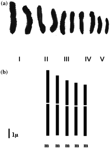 Figure 3. Karyotype (a) and idiogram (b) of the diploid cytotype of Plantago albicans L. (2n= 2x = 10).