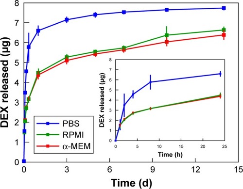 Figure 5 In vitro release of DEX from DEX-oxSWNHs/TBP–NHBP on Ti. Time course of cumulative release of [3H]-DEX from DEX-oxSWNHs/TBP–NHBP on Ti plates in PBS (blue line), RPMI medium/5% FBS (green line), and α-MEM/5% FBS (red line) at 37°C over 14 days. The inset shows cumulative release of DEX from DEX-oxSWNHs/TBP–NHBP on Ti plates in PBS (blue line), RPMI medium/5% FBS (green line), and α-MEM/5% FBS (red line) at 37°C for 24 hours. Error bars indicate standard deviation (n=3).Abbreviations: DEX, dexamethasone; PBS, phosphate-buffered saline; RPMI, Roswell Park Memorial Institute; α-MEM, α-minimal essential medium; oxSWNHs, oxidized single-walled carbon nanohorns; TBP, Ti-binding peptide; NHBP-1, SWNH-binding peptide.