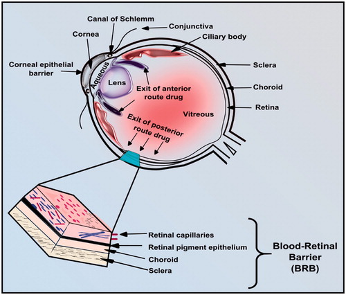 Figure 2. Schematic representation of the blood–retinal barrier that limits intra-ocular delivery.