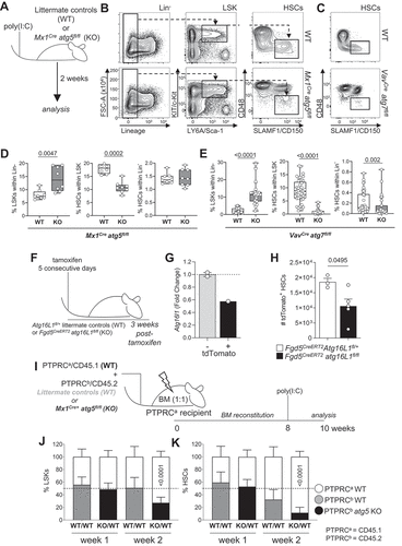 Figure 1. HSC homeostasis is dependent on cell intrinsic autophagy. (A) Experimental setup for the inducible deletion of Atg5 in hematopoietic cells (Mx1Cre atg5fl/fl). (B) Gating strategy: representative dot plots of littermate controls (WT) and Mx1Cre atg5fl/fl SLAMF1/CD150+ CD48− (HSCs) gated on Lin− LY6A/Sca-1+ KIT/cKit+ (LSK) BM cells 2 weeks after poly(I:C) treatment. (C) Representative dot plots of WT and VavCre atg7fl/fl. (D) LSK frequency within the Lin− population (left panel), HSC frequency within LSK population (middle panel) and HSC frequency within Lin− population (right panel) in Mx1Cre atg5fl/fl (n = 8 mice/group). Data are represented as mean ± SEM with Mann-Whitney test. (E) LSK frequency within the Lin− population (left panel), HSC frequency within LSK population (middle panel) and HSC frequency within Lin− population (right panel) in VavCre atg7fl/fl (n = 45 mice/group). Data are represented as mean ± SEM with Mann-Whitney test. (F) Experimental setup of the tamoxifen-inducible deletion of Atg16l1 and Tomato reporter (Ai14) expression by Fdg5Cre. (G) Atg16l1 transcript levels in Tomato+ LSKs. (H) Total number of Tomato+ HSCs (left and right hip and leg bones) three weeks post-tamoxifen treatment. Data are represented as mean ± SEM with two-tailed unpaired Student’s t test. Representative data from 1 out of 2 experiments (nWT = 3, nKO = 5). (I) Experimental setup for the generation of mixed bone marrow chimeras inducible for deletion of Atg5 (Mx1Cre atg5fl/fl). Lethally irradiated PTPRCa/CD45.1 hosts reconstituted with a 1:1 mix of BM of Mx1Cre atg5fl/fl or WT BM (PTPRCb/CD45.2) and PTPRCa/CD45.1 WT BM. After 8 weeks, Atg5 deletion was induced by poly(I:C) and BM was analyzed at indicated times points after poly(I:C) administration. (J) Frequencies of PTPRCa/CD45.1 cells and PTPRCb/CD45.2 LSKs within Lin− cells from mice reconstituted with PTPRCa/CD45.1 WT:PTPRCb/CD45.2 WT (white/gray) or with PTPRCa/CD45.1 WT:PTPRCb/CD45.2 Mx1Cre atg5fl/fl (white/black) BM. (K) Frequencies of HSCs within LSK in BM chimera. (J, K) data represented as mean ± SEM. n = 3–4 mice. Two-way ANOVA with post hoc Sidak’s test.