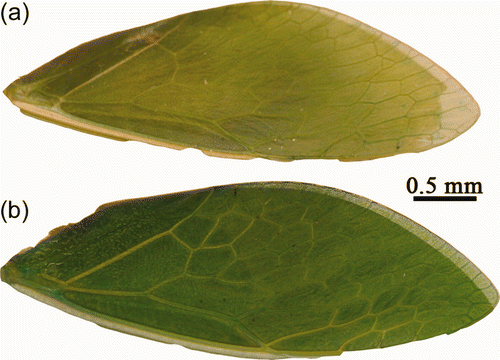 Figure S4. A dehydrated (a) and ‘fresh’ (b) forewing of the bladder cicada, Cystosoma schmeltzi.