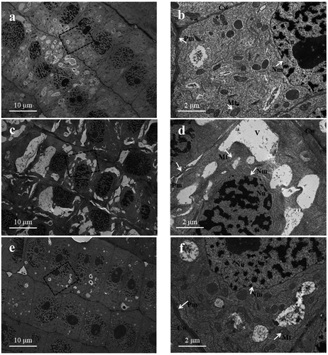 Figure 7. Transmission electron microscopy images of root meristematic cells showing alterations in the cellular structure. a, b: 7.5 mM NO3–treated wheat seedling roots (control). c, d: 7.5 mM NH4+-treated roots (SA). e, f: 7.5 mM NH4+ + 1.0 mM NO3–treated roots (AN). b, d, and f are higher magnifications of the areas highlighted in a, c, and e, respectively. Cw, cell wall; Mt, mitochondria; Nu, nucleus; Nm, nuclear membrane; Pm, plasma membrane; V, vacuole. Scale bars: 10 µM in a, c, and e; 2 µM in b, d and f.