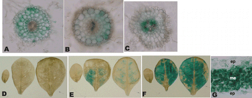 Figure 4  Histochemical localization of GUS activities in OsNAS1promoter::GUS and HvNAS1promoter::GUS transgenic plants. Transformants were subjected to histochemical staining 7 days after the onset of the Fe-deficiency treatment. A and C were stained for 3 h and B, D–G were stained overnight. (A) Cross-section of Fe-deficient HvNAS1promoter::GUS roots, (B) cross-section of Fe-supplied split roots of the +/– treated HvNAS1promoter::GUS roots and (C) cross-section of Fe-deficient OsNAS1promoter::GUS roots. (D–F) The leaves are arranged by age from young (left) to old (right) leaves. (D) Fe-deficient HvNAS1promoter::GUS leaves, (E) OsNAS1promoter::GUS leaves with sufficient Fe, (F) Fe-deficient OsNAS1promoter::GUS leaves and (G) cross-section of Fe-deficient OsNAS1promoter::GUS leaves. ep, epidermis; me, mesophyll.