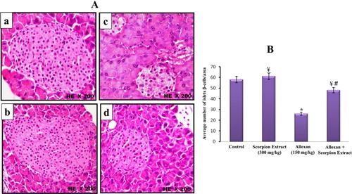 Figure 4. (A) Histological changes in islets of Langerhans of mice pancreas after treatment intraperitoneally with scorpion extract for five 5 weeks showing intensity of β-cells in experimental groups. (a) Negative control group, (b) scorpion extract (300 mg/kg), (c) diabetic group by alloxan and (d) diabetic received scorpion extract. Hematoxyline and Eosin (H&E) stain at magnification power ×200. (B) Comparison between the average number of β-cells in control and treated mice groups. Data are presented as Mean ± SEM (n = 40 islets/group). (*) Significant difference between control and each treated group using Student's unpaired t-test, (p < 0.05). (¥) Significant difference between alloxan group (150 mg/kg) and treated groups using Student's unpaired t-test, (p < 0.05). (#) Significant difference between animal groups using one-way ANOVA, (p < 0.05) followed by a Duncan's method hoc test for pairwise multiple comparison.