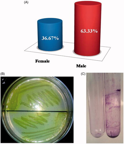 Figure 2. Pseudomonas aeruginosa gender wise distribution in pus samples and growth on plate and glass tube (A) Gender wise distribution of P. aeruginosa in pus samples. (B) Growth of P. aeruginosa on Cetrimide agar. (C) Biofilm formation through glass tube method.