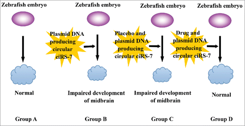 Figure 2. The application of zebrafish in drug screening CiRS-7 is associated with impaired midbrain development in zebrafish and can reduce the biological function of miR-7, leading to oncogenesis and a series of malignant behaviors of alimentary cancer. Therefore, drugs that can downregulate ciRS-7 would be promising for the treatment of cancer. The size of the zebrafish midbrain in group A was achieved when cultured with no other influencing factors applied and the size is recorded as the control. In group B, plasmid DNA producing circular ciRS-7 was induced in the culture of zebrafish embryos and the size of the midbrain is smaller than normal, suggesting impaired midbrain development. Upon injecting placebo and plasmid DNA producing circular ciRS-7 in group C, the size of the zebrafish midbrain remained impaired. By applying a drug and plasmid DNA producing circular ciRS-7 in group D, the impaired midbrain development recovered to the normal size, suggesting that the drug is effective in downregulating the function of ciRS-7 and may be useful to treat cancer.