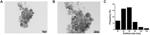 Figure 1 Characterization of Ti particles.Notes: (A) and (B) Representative TEM image of Ti particles. (C) Ti particles size distribution, particles with sizes of 52.59±20.48 nm (mean ± SD). Scale bar =100 μm.Abbreviations: Ti, titanium; TEM, transmission electron microscopy; SD, standard deviation.