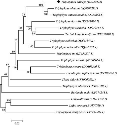 Figure 1. Phylogenetic tree constructed of CYTB between T. alticeps and other teleosts. It was constructed by the neighbour-joining method.