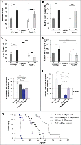 Figure 7. Mitohormetic response to oxidative stress depends on mitophagy. (A) Mean life span of 20 µM paraquat-treated wild type (n = 25) and Paatg1Δ (n = 12). (B) Relative mean life span of paraquat-treated (20 µM) wild type (n = 25) and Paatg1Δ (n = 12). (C) Mean life span of 80 µM paraquat-treated wild type (n = 25) and Paatg1Δ (n = 12). (D) Relative mean life span of 80 µM paraquat-treated wild type (n = 25) and Paatg1Δ (n = 12). (E) Relative mean growth rates of wild type (n = 25), Paatg1Δ (n = 12), Pasod3Δ (n = 20) and Pasod3Δ Paatg1Δ (n = 10) treated with 20 µM paraquat. The mean growth rate of the untreated wild type (n = 25) was set to 100% (baseline). (F) Relative mean life span of paraquat-treated (20 µM) wild type (n = 25), Paatg1Δ (n = 12) and Pasod3Δ compared with Pasod3Δ Paatg1Δ (n = 10). The mean life span of the untreated wild type (n = 25) was set to 100% (baseline). (G) Survival curves of the wild type (n = 25), Paatg1Δ (n = 12; P < 0.001), Pasod3Δ (n = 20) and Pasod3Δ Paatg1Δ (n = 10; P < 0.001) under 20 µM paraquat. (A) to (F) Error bars correspond to the standard deviation.