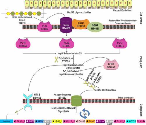 Figure 4. The scheme of heparin and HS degradation by Bacteroides thetaiotaomicron VPI-5482. Heparin/HS shed from epithelial cell line and acquired from the diet enter the gut lumen. A surface HS lyase (BT4662-PL12) depolymerizes these glycans into oligosaccharides, which are then internalized by BT4660-SusC via binding to BT4659-SusD and BT4661-SGBP. In the periplasm, three more heparin/HS lyases (BT4652-PL15, BT4657-PL12, and BT5475-PL13) cleave these oligomers to produce disaccharides. The disaccharides are desulfated at the 2-O position by BT1596 (S1_9). The product of sulfatase BT1596 is the substrate of the GH88 Δ-4,5-unsaturated β-glucuronyl hydrolase BT4658 and the activator ligand of HTCS protein. The monosaccharides liberated by GH88 are finally desulfated by BT4656-6-O-sulfatase (S1_11) and a yet unknown 3-O-sulfatase. The unsulfated monomers are imported into the cytoplasm for further metabolism. Hep: heparin.