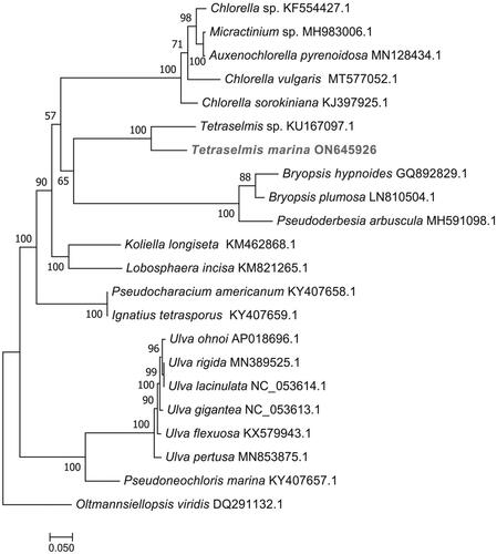Figure 3. Maximum-likelihood (ML) phylogenetic tree based on complete chloroplast genomes. Oltmannsiellopsis viridis was used as an outgroup species. The numbers on each branches indicate the boot support value of the ML analyses. The scale bar was 0.050. The following sequences were used: Chlorella sp. KF554427.1, Micractinium sp. MH983006.1, Auxenochlorella pyrenoidosa MN128434.1, Chlorella vulgaris MT577052.1, Chlorella sorokiniana KJ397925.1, Tetraselmis sp. CCMP 881 KU167097.1 (Turmel et al. Citation2020), Bryopsis hypnoides GQ892829.1, Bryopsis plumosa GenBank: LN810504.1, Pseudoderbesia arbuscula MH591098.1, Koliella longiseta KM462868.1, Lobosphaera incisa KM821265.1, Pseudocharacium americanum KY407658.1, Ignatius tetrasporus KY407659.1, Ulva ohnoi AP018696.1, Ulva rigida MN389525.1, Ulva lacinulata NC_053614.1, Ulva gigantea NC_053613.1, Ulva flexuosa KX579943.1, Ulva pertusa MN853875.1, Pseudoneochloris marina KY407657.1, and Oltmannsiellopsis viridis DQ291132.1 (Pombert et al. Citation2006).