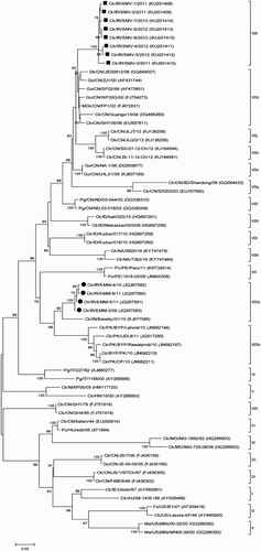 Figure 1. Phylogenetic tree of NDV F gene sequences from Iranian isolates based on the ORF (4550-6211). The phylogenetic tree was generated using the maximum likelihood method with the MEGA6 programme (version 6.06) (Tamura et al., Citation2013). The number near the nodes displays the percentage of bootstrap values of 500 replicates. Bootstrap values ≥60% are shown in this figure. The classification system used according to Diel et al. (Citation2012) has been shown in this figure. Vertical lines indicate genotypes and sub-genotypes of class II. The viruses obtained in this study and previously published Iranian sequences are marked with squares and circles, respectively. Abbreviations can be found in the legend to Table 1.