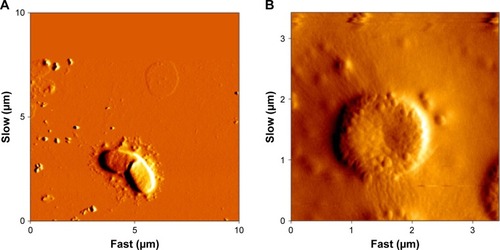 Figure 10 AFM images of Fe3O4@PEG–Ag-treated bacterial cells.Note: (A) E. coli and (B) S. aureus.Abbreviations: AFM, atomic force microscopy; PEG, poly(ethylene glycol); E. coli, Escherichia coli; S. aureus, Staphylococcus aureus.