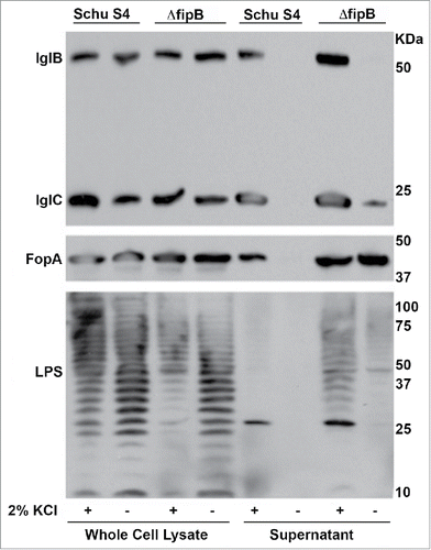 Figure 4. Detection of nonsecreted T6SS component and outer membrane constituents in the supernatants of KCl-grown bacteria. IglB, a nonsecreted T6SS component, outer membrane protein FopA, and LPS were detected in culture supernatants of KCl-grown bacteria. Bacterial cultures were grown overnight with or without 2.5 % KCl, and adjusted to the same OD595. Whole cell lysates and culture supernatants were prepared as described in material and methods. The Western blot was incubated with anti-IglB and IglC antibodies, then stripped and incubated with an anti-FopA antibody. The same blot was stripped again and incubated with an anti-LPS antibody. Statistical significance was measured using an ANOVA and Dunn's multiple comparison tests (* p value <0 .05).