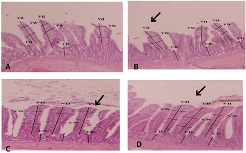 Figure 1. Effect of Azolla on ilium histology of control (A), Azolla 20 (B), Azolla 40 (C) and Azolla 60 (D) of Japanese quails. The figures show normal villi in the control and treatment groups showing no negative effects on the structural histological features of villi.