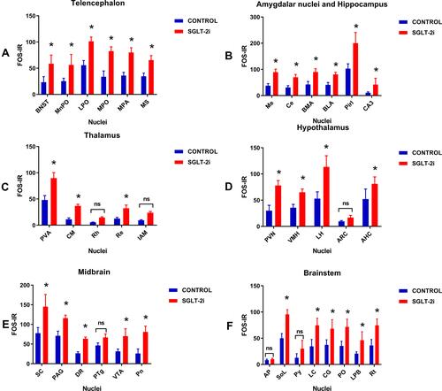 Figure 3 Comparison of FOS-IR for nuclei between control and SGLT-2i in telencephalon (A); amygdalar nuclei and hippocampus (B); thalamus (C); hypothalamus (D); midbrain (E); brainstem (F), n = 12, mean ± SEM. *P < 0.05 vs control; ns: no significance; Two-way ANOVA, Sidak multiple comparison test.Abbreviations: BNST, bed nucleus of stria terminalis; MnPO, median preoptic nucleus; LPO, lateral preoptic area; MPO, medial preoptic nucleus; MPA, medial preoptic area; MS, medial septum; Me, medial amygdala nucleus; Ce, central amygdala nucleus; BMA, basomedial amygdala nucleus; BLA, basolateral amygdala nucleus; Pirl, piriform cortex; CA3, field CA3 of the hippocampus; PVA, paraventricular nucleus of thalamus; CM, central medial thalamic nucleus; Rh, rhomboid thalamic nucleus; Re, reuniens thalamic nucleus; IAM, interanteromedial thalamic nucleus; PVN, paraventricular nucleus of hypothalamus; VMH, ventromedial hypothalamus; LH, lateral hypothalamic area; ARC, arcuate nucleus; AHC, anterior hypothalamic nucleus; SC, superior colliculus; PAG, periaqueductal gray; DR, dorsal raphe nucleus; PTg, pedunculopontine tegmental nucleus; VTA, ventral tegmental area; Pn, potine nucleus; AP, area postrema; Sol/NTS, nucleus of solitary tract; Py, pyramidal tract; LC, locus coeruleus; CG, central gray; PO, periolivary nucleus; LPB, lateral parabrachial nucleus; Rt, reticular nucleus.