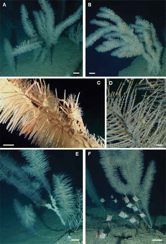 Figure 4. Shape of the corallum and associated fauna of Parantipathes larix. A–B, branched specimens of P. larix showing distinct knots of lateral ramifications. C, pair of Anamathia rissoana covered by unidentified athecate hydroids. D, unidentified species of ostracod living among the coral ramifications. E, dead basal portion of the stem covered by hydroids and Filograna spp. F, school of Macroramphosus scolopax swimming among the coral colonies. Scale bars: A, B, E, F, 10 cm. C, 5 cm. D, 0.5 cm.