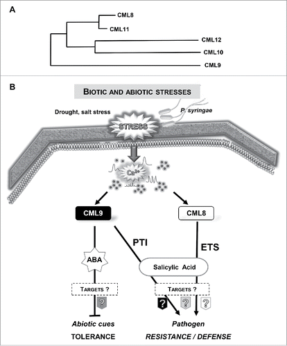 Figure 1. (A) Phylogenetic tree built with protein sequences from CML8, CML9, CML10, CML11 and CML12. The tree was obtained using Phylogeny program. (B) Model for CML8 and CML9 functions in response to biotic and abiotic stresses. Environmental signals can trigger Ca2+ increases that are relayed and decoded by calcium sensors such as CMLs. CML9 is involved as a negative regulator in drought and salt stresses by acting in an ABA dependent pathwayCitation11 and as a positive regulator in plant innate immunity (PTI) against P. syringae through a flagellin-dependent signaling pathway.Citation10 CML8 positively regulates P. syringae defense responses but, contrary to CML9, CML8 could be involved in effector triggered susceptibility (ETS) through a SA dependent pathway.Citation9 Moreover, CML8 do not act as a key actor in salt stress responses.Citation9