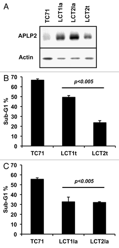 Figure 6. Ewing sarcoma cells that survived co-culture with LAK cells express higher levels of APLP2 and have more resistance to irradiation-induced apoptosis. (A) Lysates of the TC71 cell line and LAK-escaping LCT1la, LCT2la, and LCT2t cell lines were immunoblotted for APLP2 or actin. The results shown are representative of the findings from two separate experiments. (B) All four LCT cell lines have reduced sensitivity to irradiation-mediated apoptosis, compared with TC71 cells. Log-phase cells were exposed to 25 Gy gamma radiation, then cultured for 24 h prior to propidium iodide staining and DNA content analysis. Error bars denote the standard error of the mean; n = 3. Statistical significance was determined for all LAK-escaping cell lines compared with the parental TC71 cell line using the Student t test. The data shown were acquired in 2 independent experiments.