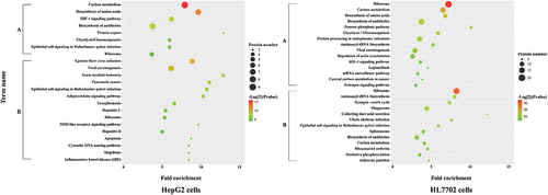 Figure 6. KEGG pathways analysis of DEPs in HepG2 and HL7702 cells after exposed to PM for 24 h (A: PTFE-PM, B: Agar-PM).