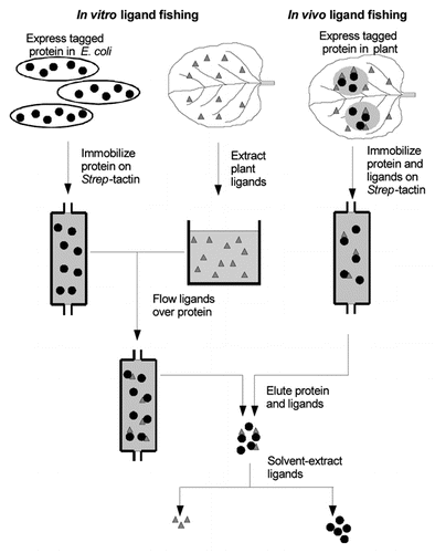 Figure 1 Schematic illustrating the in vitro (left) and in vivo (right) ligand fishing methods, with ligands shown by triangles and protein of interest shown by filled circles.