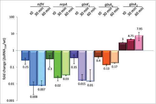 Figure 4. mRNA stability assay comparing M. mazei Δ sRNA154 with the parental strain. To validate the stabilizing effects of sRNA154 on its target mRNAs we performed an mRNA half-life assay, using 100 µg/ml actinomycin D to inhibit transcription. Cells were harvested before (at time point zero) and after 30 and 60 min supplementing actinomycin D, followed by RNA isolation and qRT-PCR analysis to verify mRNA decay in the chromosomal deletion strain compared to the wt (for primer sets see Table S3). Fold changes in the sRNA154 deletion mutant vs. wt are given by mean values of two biologically independent experiments.