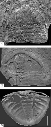 FIGURE 9 Asaphellus aff. fezouataensis, all dorsal views. 1, UA13664, cephalon and majority of thorax (submerged in ethyl alcohol to enhance trilobite morphology). 2, UA13665, cephalon, minority of thorax and taphonomically altered hypostome (coated with ammonium chloride). Important note, with regard to this specimen is the pits observed on the posterior end of the cephalon, associated with the alimentary structures (diverticulae). The pits are similar in outline to trilobite alimentary diverticulae illustrated by Chatterton, Johanson, and Sutherland (1994, Figs. 1.1–1.3, 2.1, 2.4 and 3.4). 3, UA13663, pygidium (coated with ammonium chloride). All specimens are from the Upper Fezouata Formation, Ouzina, southern Morocco. Scale bar is 1 cm.